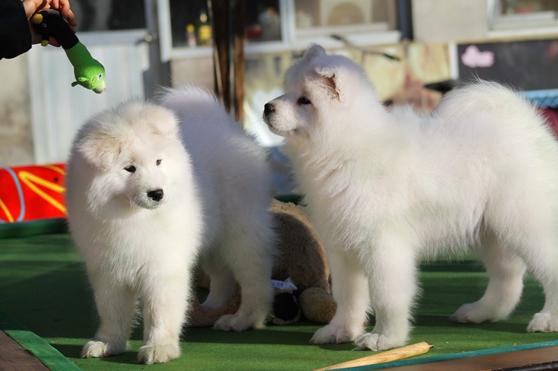 狗狗体内驱虫要空腹吗?揭开驱虫真相