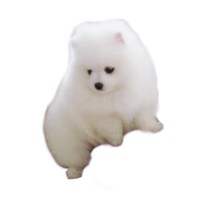 狗狗用车:打造宠物出行新体验